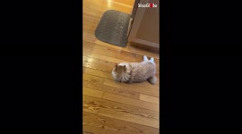 'Persistent two-pawed cat hops around the house like a cute bunny '