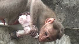 Monkey learns the art of opening a tap to quench its thirst in South India