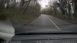 'Jesus!' Driver has close call after deer dashes across road in West Midlands, UK