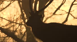 Stunning footage shows frosty sunrise in Nottinghamshire in the UK