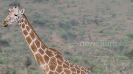 These veterinarians are sticking their neck out to protect wild giraffes