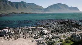 Welcome to this penguin colony in scenic southwestern Africa
