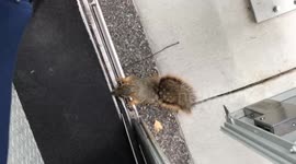 Squirrel hops inside mail truck