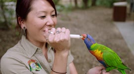 Gorgeous rainbow lorikeets color the skies of Australia