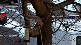 Squirrel is observing aroud birds feeder with seed inside on tree