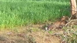 Trapped stray leopard rescued by forest officials in central India