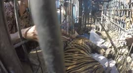 Further footage shows Indonesian rangers relocating rare Sumatran tiger suspected of preying on livestock