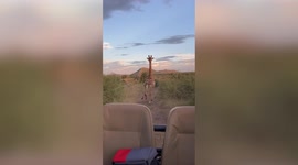 Pulse-pounding moment giraffe chases vehicle of tourists through South African safari park