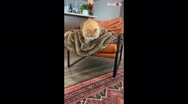 'Precious two-legged cat 'climbs down' a chair '
