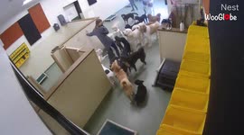 Dog trainer finds herself swarmed by group of overly excited pooches