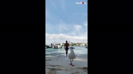 'The name's gull, seagull': Bird photobombs man's James Bond-esque walk out of sea
