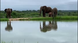 Peaceful moments by the dam with orphaned baby elephant Khanyisa and her new family