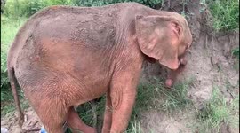 Orphaned baby elephant, Khanyisa, snacks on some grass on a muddy day