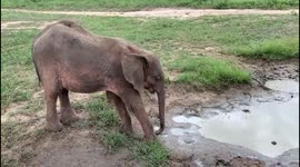 Orphaned baby elephant, Khanyisa, splashes in a puddle after the summer rains