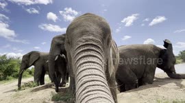 Fun times in the sand with orphaned baby elephant Khanyisa and her new family