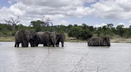 Join the Jabulani herd of rescued elephants for a refreshing swim in the wilderness