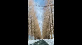 Feast your eyes on Japan's 'most beautiful road' in winter