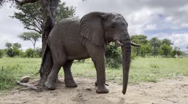 Large rescued elephant bull, Fishan, scratches his rear on a tree