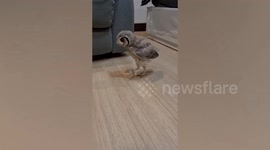 Affectionate owl loves to cuddle with dog friend