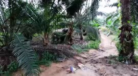 Wild elephants destroy crops in Thai village