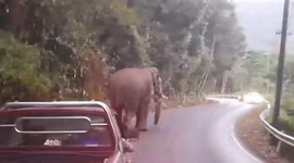 Wild elephant wanders onto road and stops traffic in Thailand
