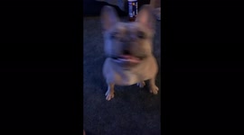 French Bulldog Barking for Treat