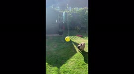 French Bulldog playing Swingball