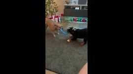 French Bulldog and English Bulldog Best of Friends playing Tug of war