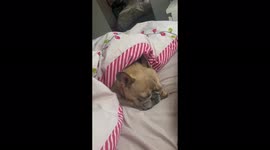 French Bulldog Hears Food being Prepaired