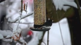 Dark-eyed Junco sitting on bird feeder at winter season and woodpecker is coming to bird feeder