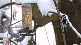 Dark-eyed Junco sitting on bird feeder at winter season and woodpecker is coming to bird feeder