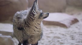 Bat-eared fox loves eating crickets and being really cute
