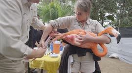 The ungraceful but necessary round of flamingos for healthcare