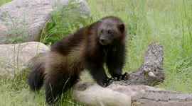 The ultimate small package is the mighty wolverine