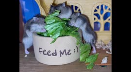 Adorable dwarf hamsters enjoy salad spread