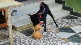 Husking the coconut is the favourite fun time for a dog in South India