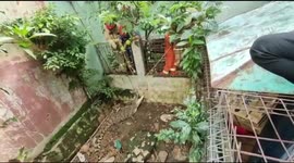 Indonesian firefighters rescue crocodile from resident's garden in dramatic fashion