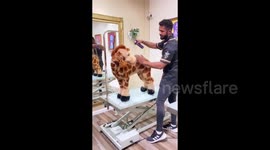 Dog groomer transforms fluffy pup into LEOPARD and TikTok users love it