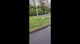 'Scottish woman shares 2021's ONE LAST surprise — a DANCING SEAGULL'