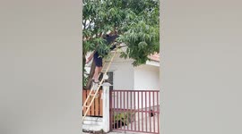 Man falls from bamboo ladder while removing beehive in his front yard