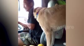 Smart Golden Retriever asks owner to turn on aircon while travelling on hot summer day