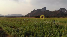 Sunflowers bloom alongside golden sunset during cool winter spell in Thailand