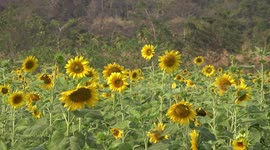 Sunflowers bloom attracting visitors during cool winter spell in Thailand