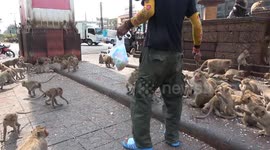 Wild monkeys carry on terrorising town as tourists return to Thailand as Covid-19 panic eases