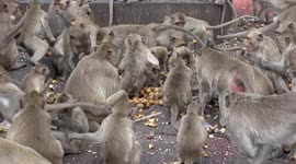 Rampaging wild monkeys carry on terrorising town as tourists return to Thailand