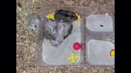 Adorable baby hamsters enjoy beach day fun