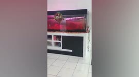 Magnitude 6.7 earthquake hits Indonesia shaking aquariums