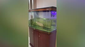 Magnitude 6.7 earthquake hits Indonesia as aquariums in buildings shake