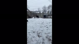 Puppy playing in first snow slomo