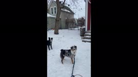 Dogs pull empty sled in fresh snow